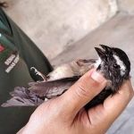 Operação em Diamantina apreende bicudos, outros pássaros em extinção e aplica multas de quase R$ 1 milhão