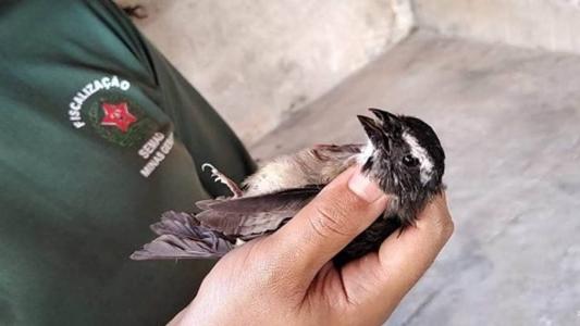 Dezenas de pássaros são apreendidos no interior de Minas