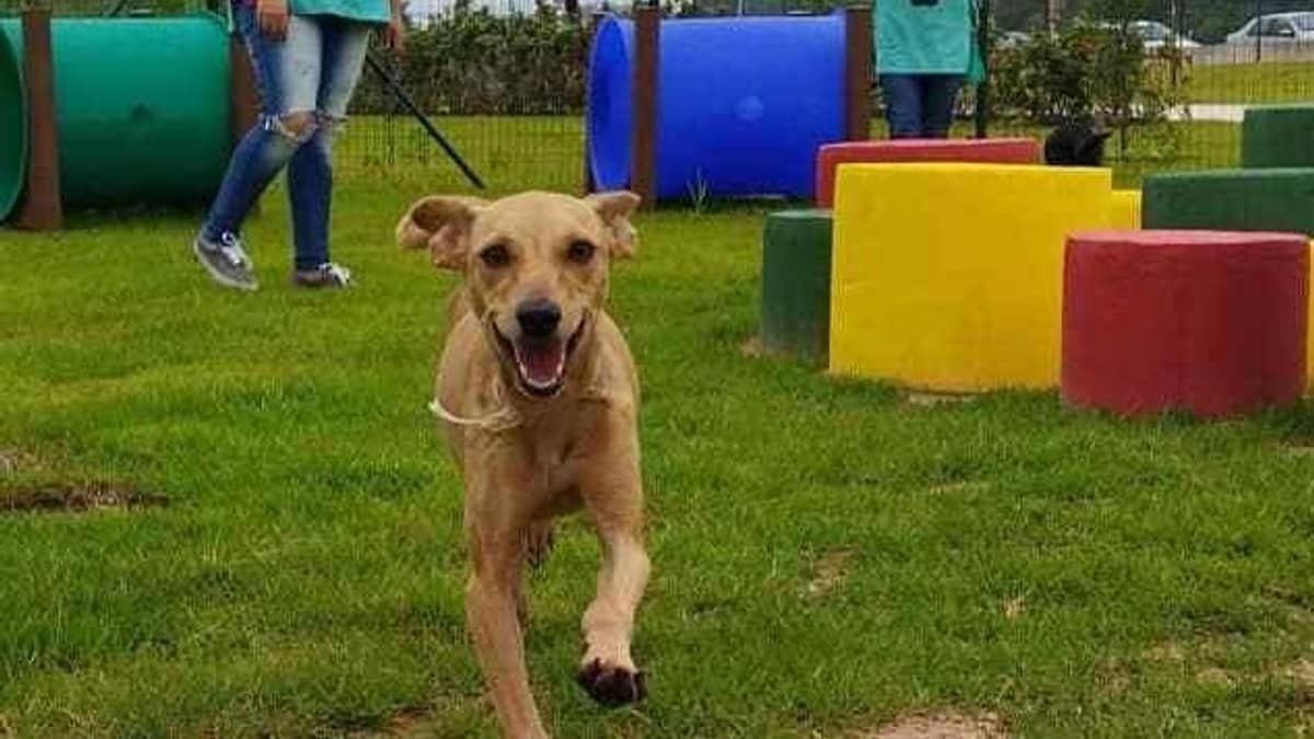 Betim realiza primeiro Censo Animal a partir desta quarta (11)
