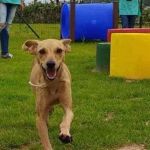 Betim realiza primeiro Censo Animal a partir desta quarta (11)