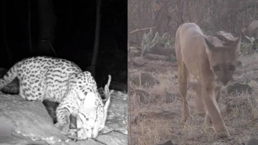 Nos últimos meses, os biólogos da empresa registraram a presença de uma onça-parda com um filhote e outros animais encontrados na caatinga