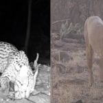 Vídeo: animais ameaçados de extinção são flagrados no norte de Minas 