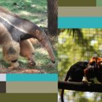 Zoológico de BH registra nascimento de animais ameaçados de extinção