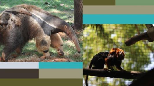 De acordo com a PBH, a reprodução sob cuidados humanos protege espécies ameaçadas de extinção