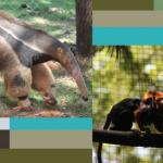 Zoológico de BH registra nascimento de animais ameaçados de extinção