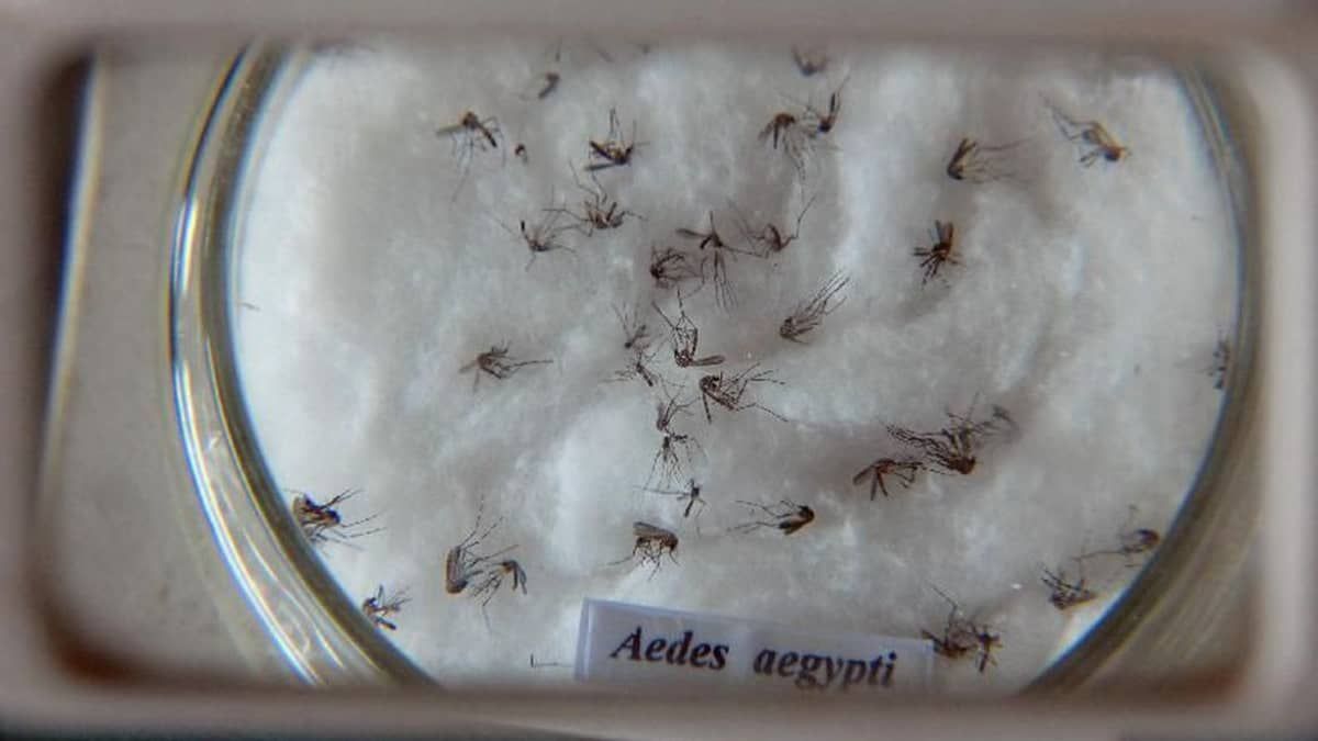 Nova vacina contra a dengue deve chegar ao Brasil na semana que vem