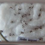 Nova vacina contra a dengue deve chegar ao Brasil na semana que vem