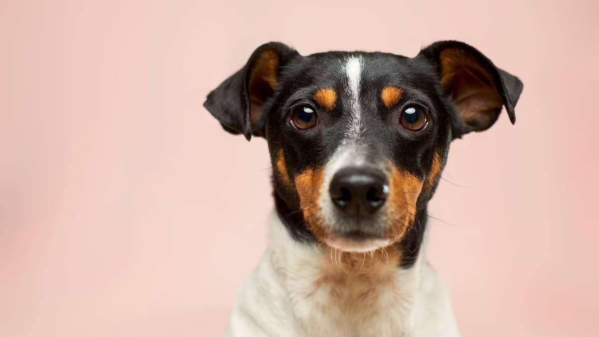 Cachorro diagnosticado com raiva em SP foi infectado por variante transmitida por morcego