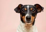 Gastos com pets sobem quase 20% em BH, aponta pesquisa