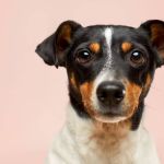 Cachorro diagnosticado com raiva em SP foi infectado por variante transmitida por morcego