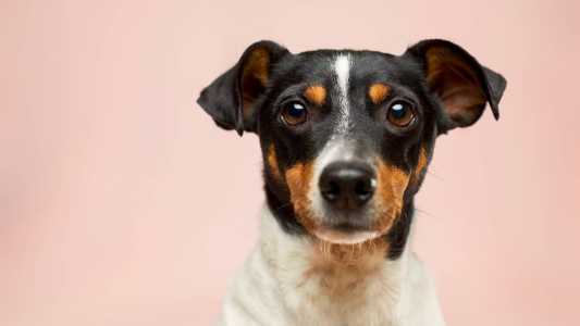 O cão diagnosticado com raiva em São Paulo morreu em 1º de setembro