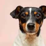 Cachorro diagnosticado com raiva em SP foi infectado por variante transmitida por morcego