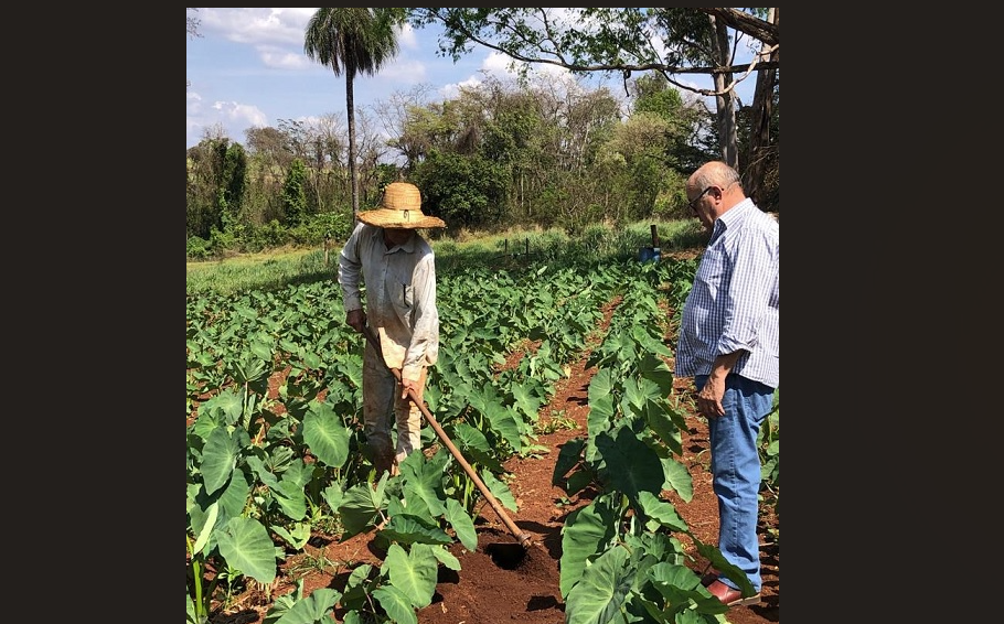 Emater promove Dia de Campo em Uberaba para apresentar novas tecnologias a olericultores; entenda