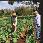 Emater promove Dia de Campo em Uberaba para apresentar novas tecnologias a olericultores; entenda