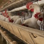 Doença de Newcastle, identificada em frango no Rio Grande do Sul, pode atingir humanos? Entenda
