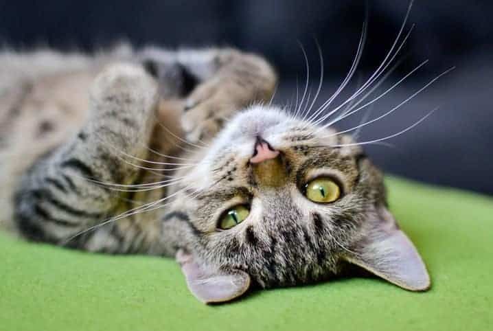 Diarreia em gatos: conheça causas, riscos e quando buscar ajuda veterinária