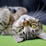 Diarreia em gatos: conheça causas, riscos e quando buscar ajuda veterinária