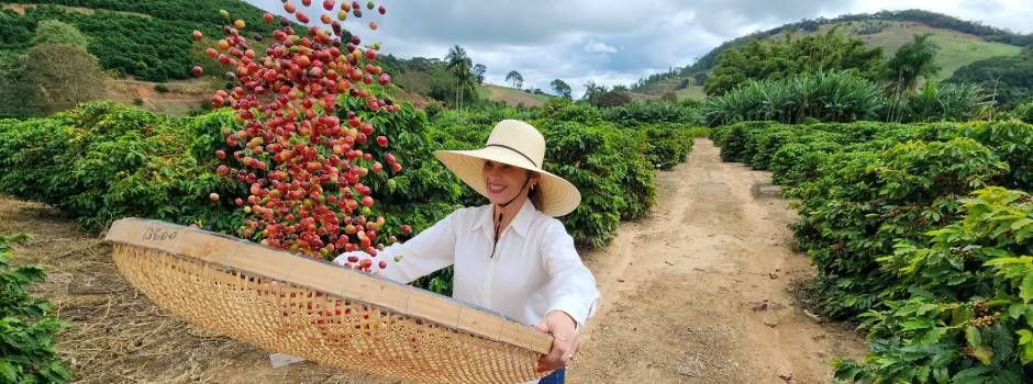 Safra de café deve alcançar 29,2 milhões de sacas este ano, um aumento de 0,6% em relação a 2023