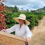 Safra de café deve alcançar 29,2 milhões de sacas este ano, um aumento de 0,6% em relação a 2023