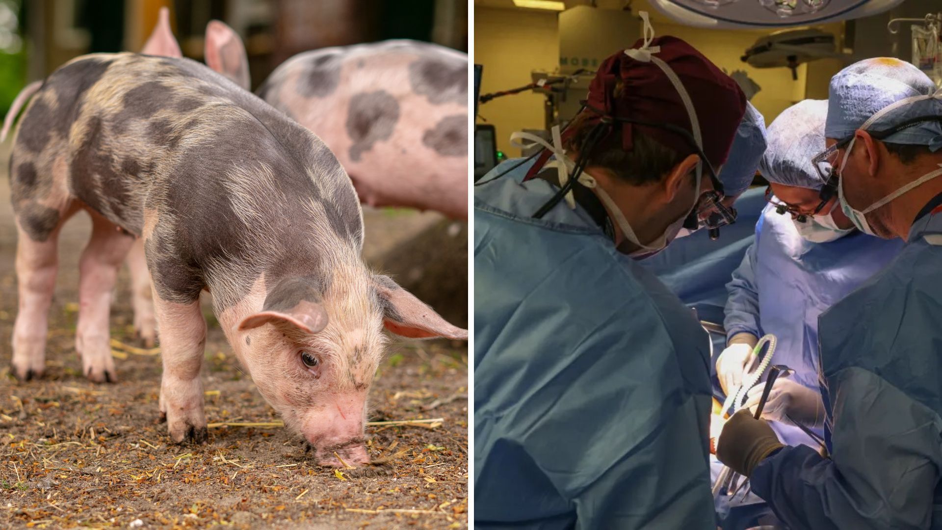 Como funciona o transplante do rim de porco para humanos? Especialista explica