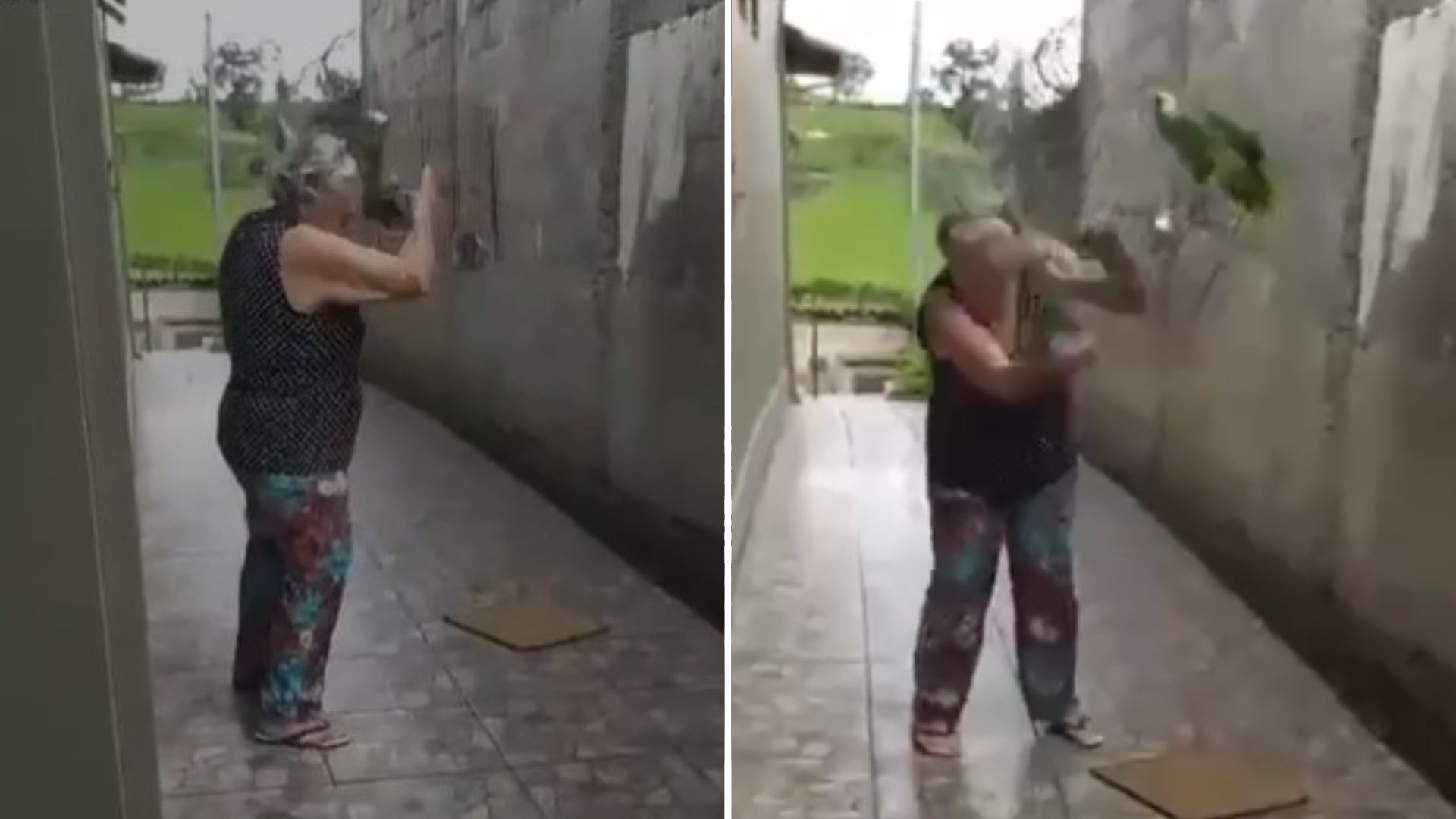 Vídeo: Idosa de 80 anos é acusada de maus tratos contra papagaio de 40 anos