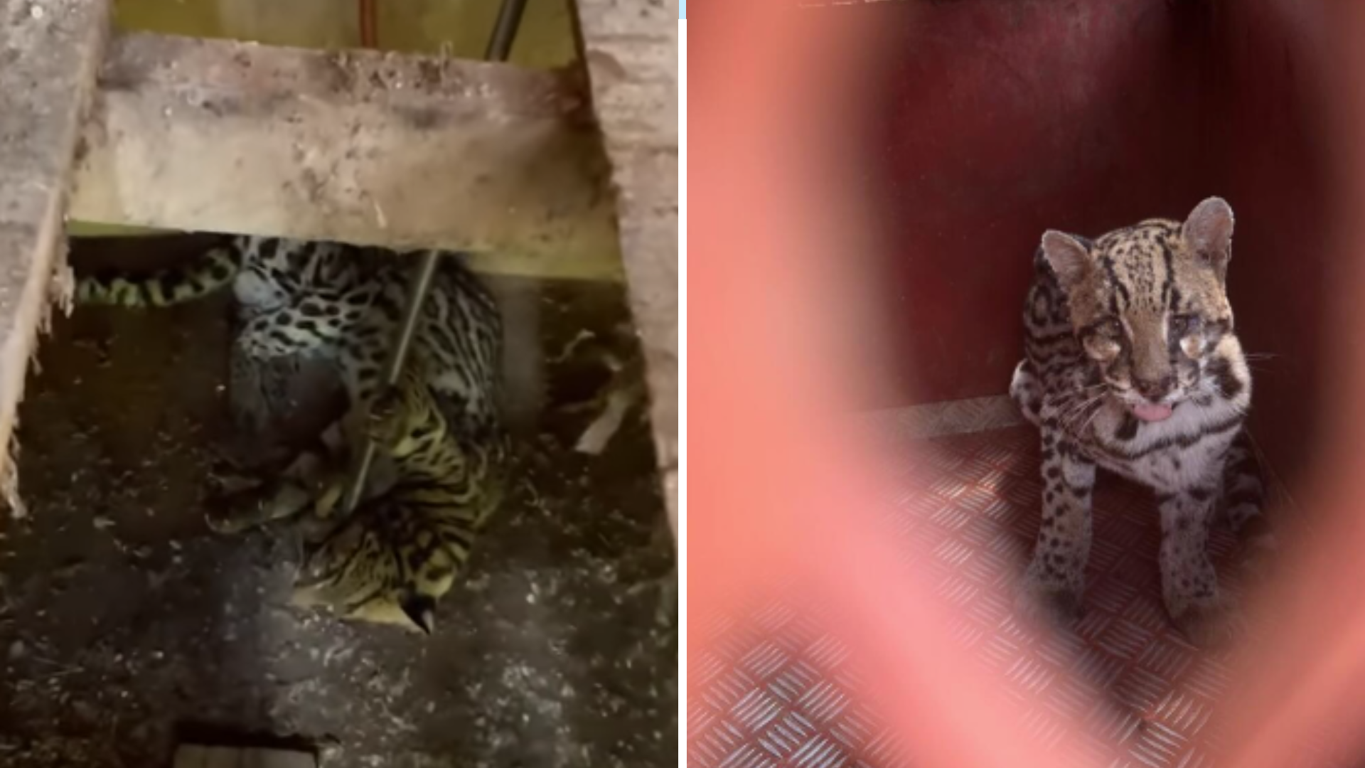 Vídeo: Corpo de Bombeiros resgata jaguatirica dentro de galpão em Minas