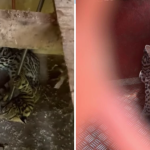 Vídeo: Corpo de Bombeiros resgata jaguatirica dentro de galpão em Minas