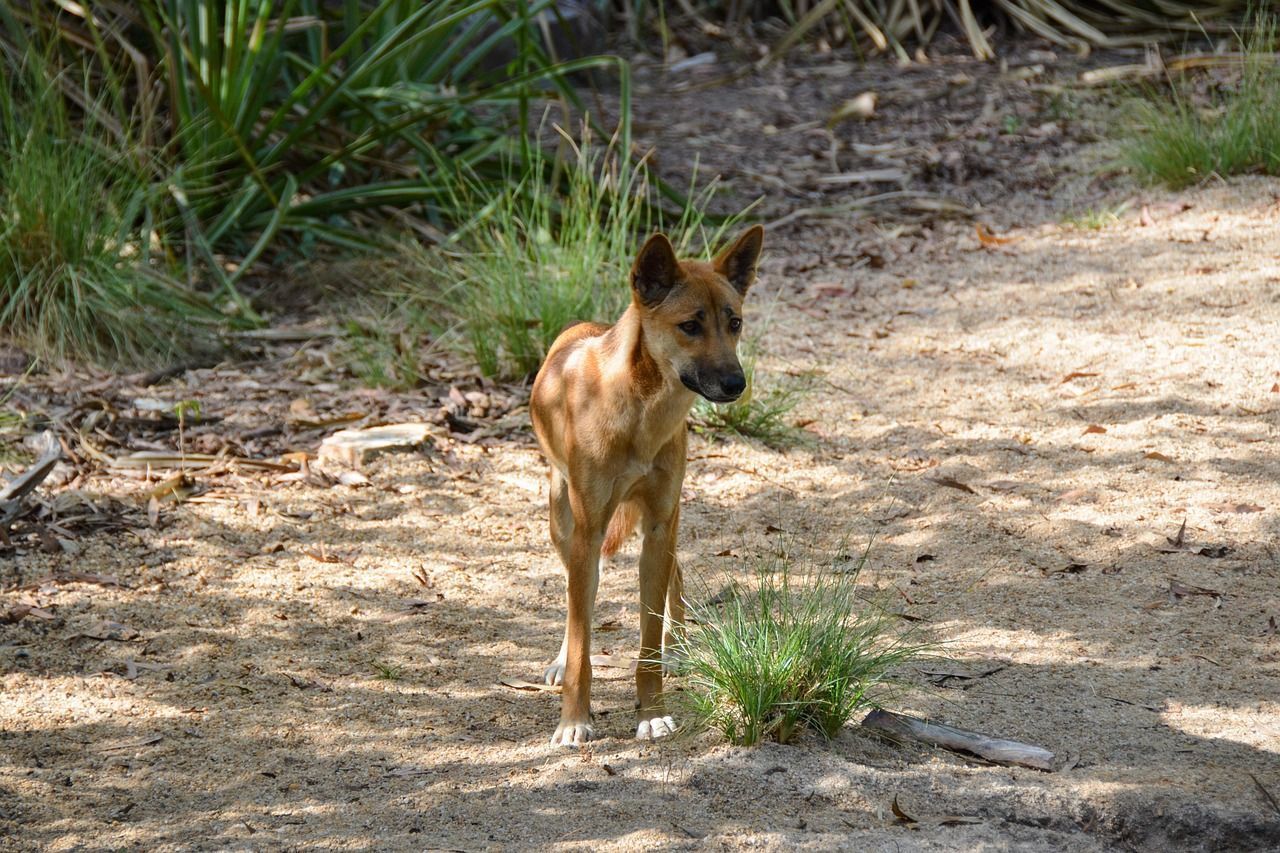 Entenda quem são os dingos, os cães selvagens ‘sagrados’ na Austrália