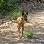 Entenda quem são os dingos, os cães selvagens ‘sagrados’ na Austrália