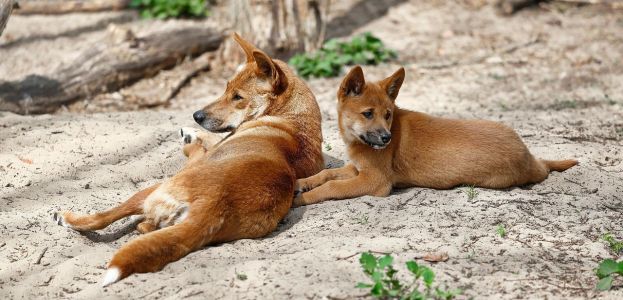 Dingos na Austrália