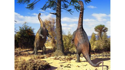 Dinossauro pescoçudo sul-americano podia ficar de pé sobre duas patas