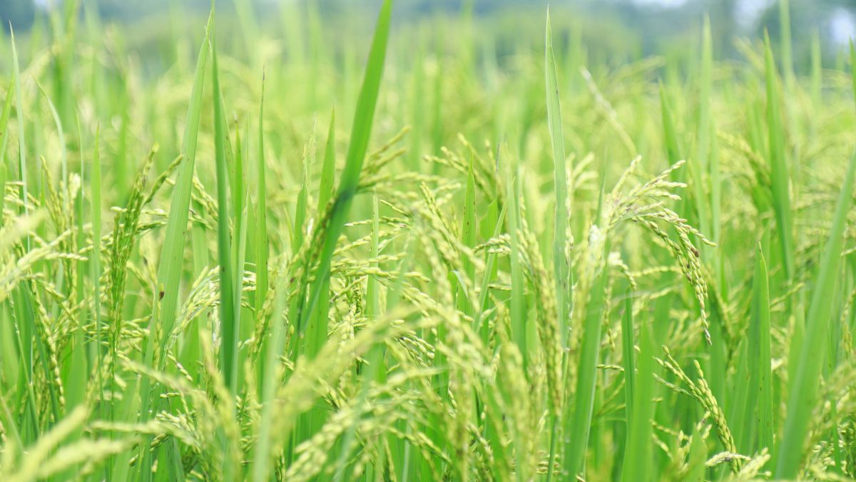 Produtores de arroz têm até sexta-feira (25) para antecipar direito de venda em maio