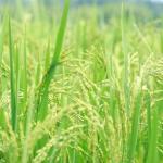 Agricultores familiares fornecem 53 toneladas de arroz para o Programa Arroz da Gente