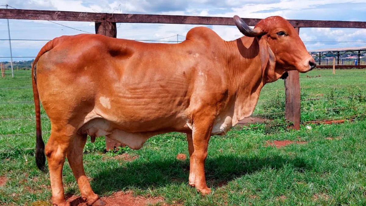 Shopping Gir Leiteiro está entre as atrações da 90ª Expozebu