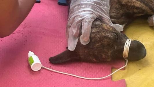 Diversos animais foram resgatados feridos