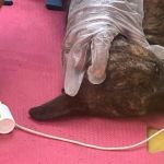 Idoso é acusado de maltratar e disparar fogos de artifício em animais em BH