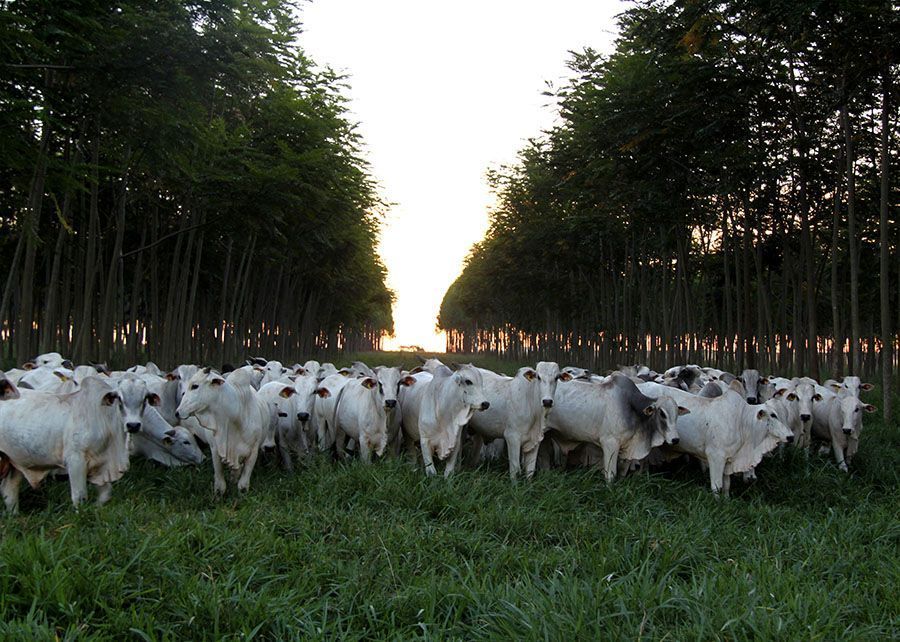 Embrapa lança Jornada pelo Clima para discutir ciência e agricultura até a COP30