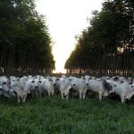 Embrapa lança Jornada pelo Clima para discutir ciência e agricultura até a COP30