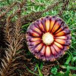 Estudo comprova que pinhão precoce tem o mesmo valor nutricional do tradicional