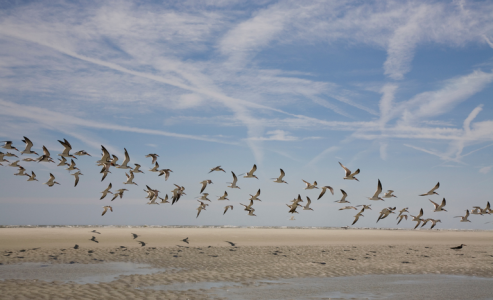 aves migratórias