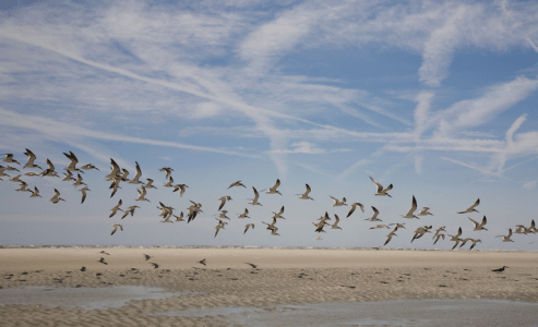aves migratórias