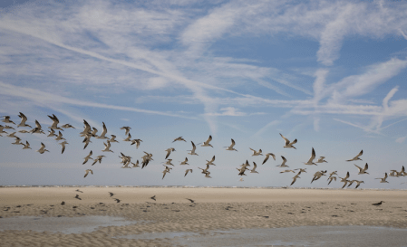 aves migratórias