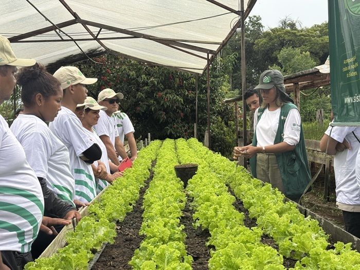 Técnica de campo inova no manejo de hortaliças e ajuda produtores a melhorar renda