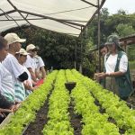 Técnica de campo inova no manejo de hortaliças e ajuda produtores a melhorar renda