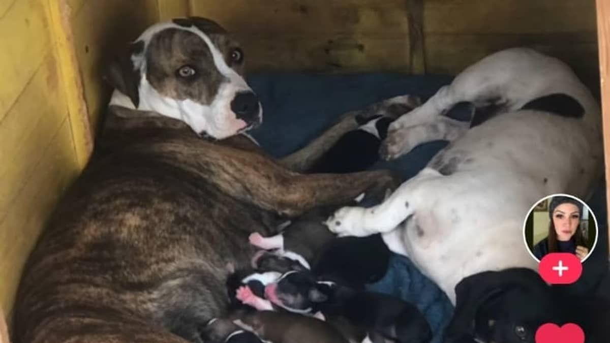 Vídeo: pitbull engravida de cachorro 'salsicha' e filhote Maguila faz sucesso na internet