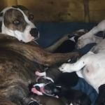 Vídeo: pitbull engravida de cachorro 'salsicha' e filhote Maguila faz sucesso na internet