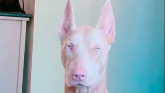 Doberman albino faz sucesso na internet