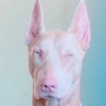 Vídeos de Doberman albino viralizam no Tik Tok: ‘mais majestoso que já vi’