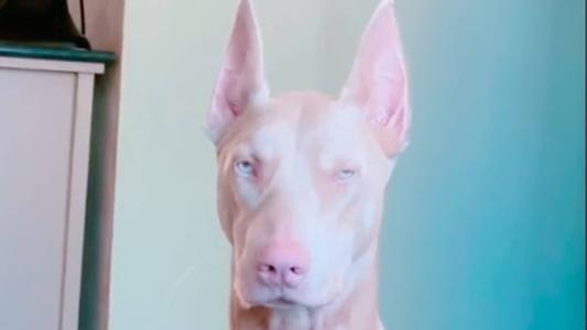 Doberman albino faz sucesso na internet