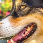 Mulher é multada em R$ 600 após latido de cachorro em condomínio